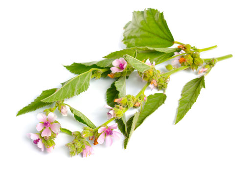 Althea officinalis flowers isolated on white background