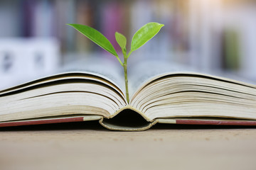 Education concept with tree of knowledge planting on opening old big book