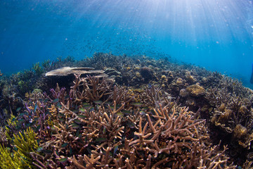 Coral Restoration in Indonesia Seastars