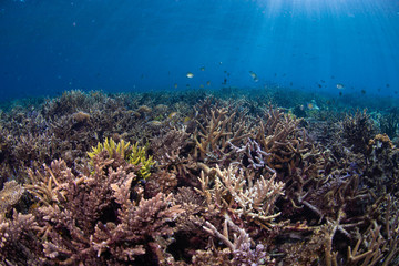 Naklejka na ściany i meble Coral Restoration in Indonesia Seastars