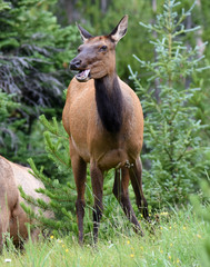 Elk Eating