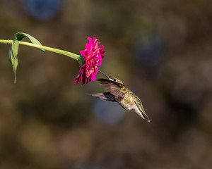 Beautiful Ruby-throated hummingbird flying, hovering, and feeding on a zinnia flower plant