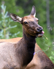 Elk eating dinner