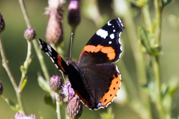 Admiral Falter auf einer violetten Distel