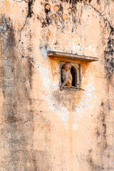 Young monkey (Rhesus macaque) in a small window in an old wall under a small stone canopy 