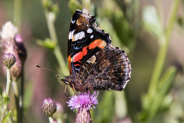 Admiral Falter auf einer violetten Distel