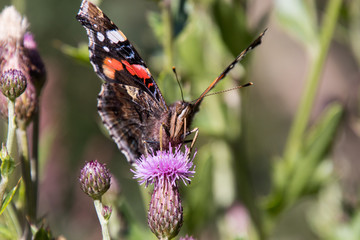 Admiral Falter auf einer violetten Distel