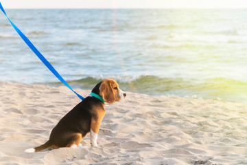 little cute tricolor Beagle puppy, sad look.