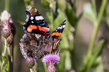 Admiral Falter auf einer violetten Distel