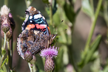Admiral Falter auf einer violetten Distel