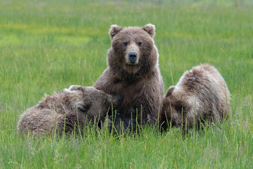 Naklejka premium Female coastal brown bear (Ursus arctos) feeding cubs in Lake Clark National Park, Alaska