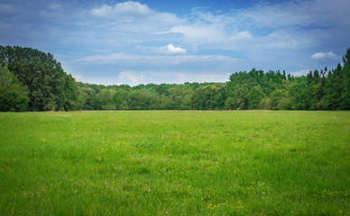 Beautiful green meadow