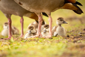 Goose family