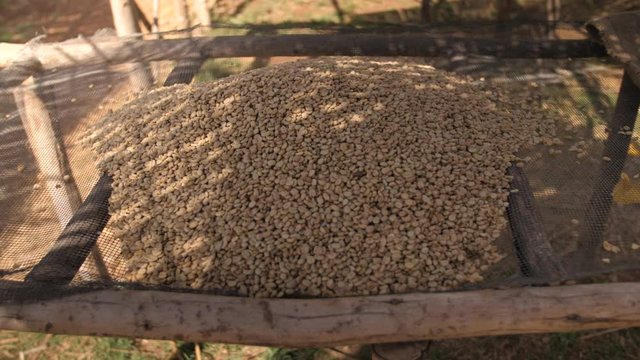 Hand Sorting Moka Coffee at Coffee Farm in Sidama Ethiopia 5