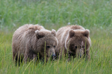 Fototapeta premium Coastal brown bear (Ursus arctos) cubs in a meadow in lake Clark National Park, Alaska