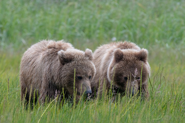 Coastal brown bear (Ursus arctos) cubs in a meadow in lake Clark National Park, Alaska