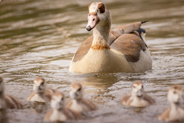 Goose family