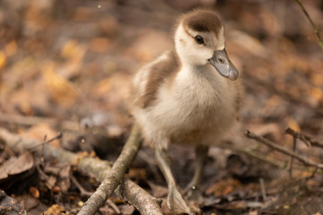 Duck baby