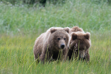 Obraz na płótnie Canvas Coastal brown bear (Ursus arctos) cubs in a meadow in lake Clark National Park, Alaska