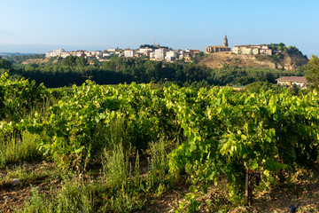Fototapeta na wymiar Vineyards in summer with Haro village as background, La Rioja, Spain