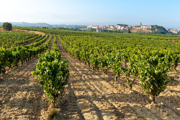 Fototapeta na wymiar Vineyards in summer with Haro village as background, La Rioja, Spain