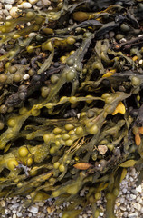 Fucus vesicolus , Algue , varech, Fucus vésiculeux