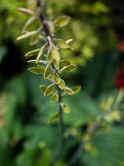 OLYMPUS DIGITAL CAMERA - HOSTA