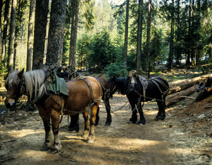 cheval de trait, race comtois, Débardage du bois, Vosges, 88