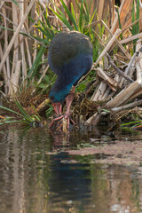 Talève sultane, Poule sultane,.Porphyrio porphyrio, Western Swamphen