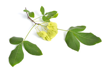 Ptelea trifoliata, commonly known as common hoptree, wafer ash, stinking ash, and skunk bush. Isolated on white