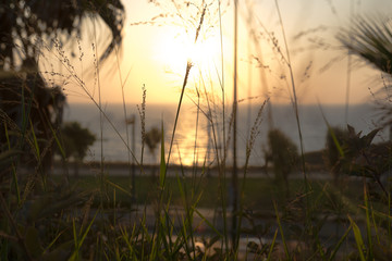 sunset with grass 