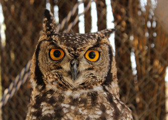Portraits of animals - Spotted Eagle Owl