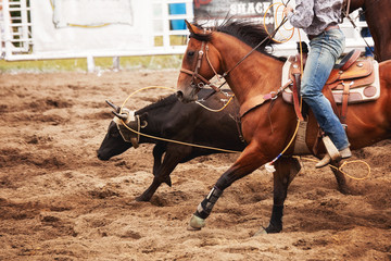 Front end of a horse with a rider throwing a loop around a steer in a rodeo arena
