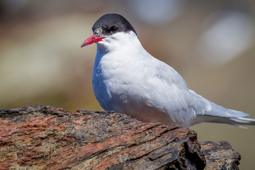 Arctic tern rests on cliff near Cooper Bay on South Georgia