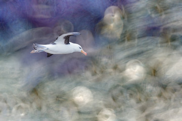 Black browed albatross in flight with abstract background