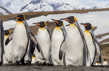 Close up of flock of king penguins from low angle