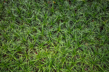View from above green grass background texture.