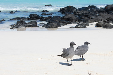 Galapagos Seagulls