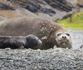 Naklejka premium Female elephant seal with day old cub