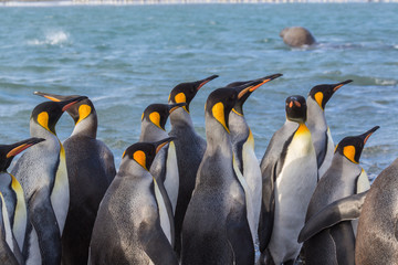 Flock of tall king penguins in South Georgia near Antarctica