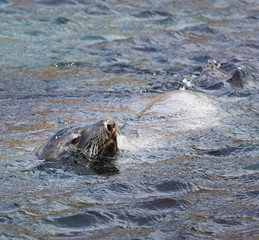 Fototapeta premium Fur seal pokes his nose in the air to breath
