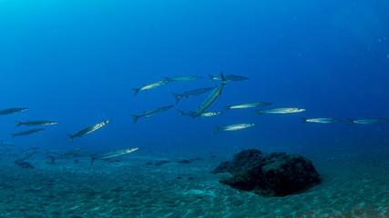 Fototapeta premium Tauchen