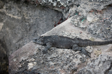 Galapagos Marine Iguanas