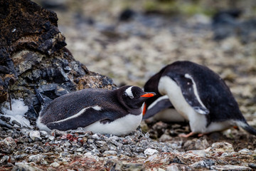 Gentoo penguin on nest with mate in background
