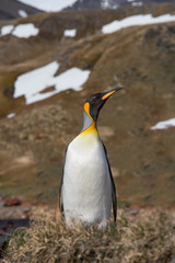 King Penquin on island of South Georgia near Antarctica