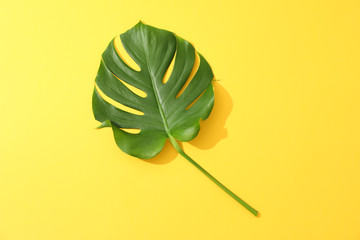 Green monstera on yellow background, space for text