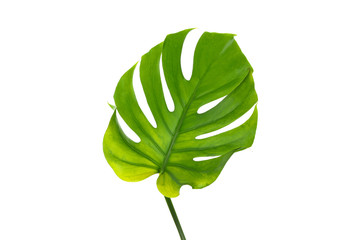 Green monstera leaf isolated on white background