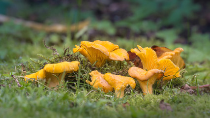 Chanterelle mushrooms close up. Edible mushroom Cantharellus cibarius in forest