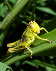 green grasshopper on leaf