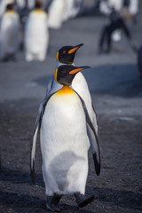 Pair of King Penguins who mate for life, walk over sandy beach in South Georgia